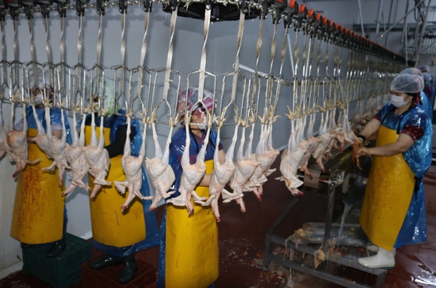Fabrikalarda Tavuk Kesme – İş Sağlığı ve Güvenliği Ödevleri – İş Sağlığı ve Güvenliği Tez Yaptırma – İSG – İş Sağlığı ve Güvenliği Tez Yaptırma Ücretleri | En İyi Essay Fabrikalarda Tavuk Kesme – İş Sağlığı ve Güvenliği Ödevleri – İş Sağlığı ve Güvenliği Tez Yaptırma – İSG – İş Sağlığı ve Güvenliği Tez Yaptırma Ücretleri