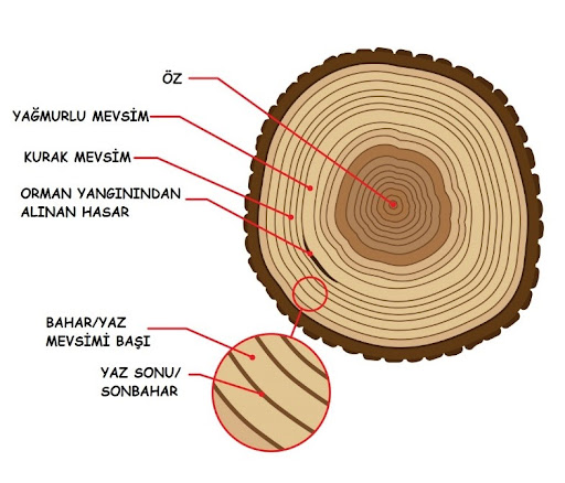 Radyal Yüzey – İş Sağlığı ve Güvenliği Ödevleri – İş Sağlığı ve Güvenliği Tez Yaptırma – İSG – İş Sağlığı ve Güvenliği Tez Yaptırma Ücretleri